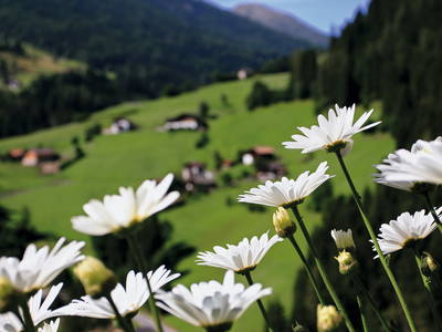 Bild 18 aus  Grannerhof - Urlaub auf dem Bauernhof