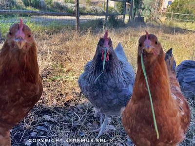 Bild 13 aus  Rifugio Seremus