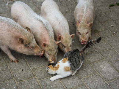 Bild 19 aus  Pferdehof Ruhnau FN