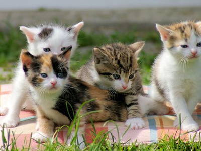 Immer wieder süß: unsere Katzenbabys!