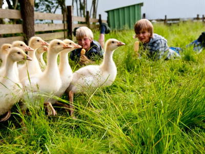 Geflügel auf dem Hof