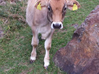 Bild 7 aus  Oberköbenhof