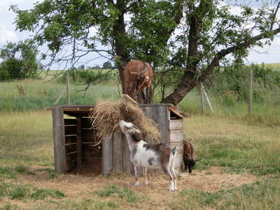 Bild 12 aus  Sonnenlandhof