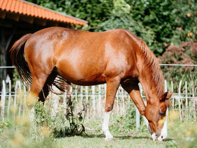 Bild 12 aus  LandSelection Hof am Kolk