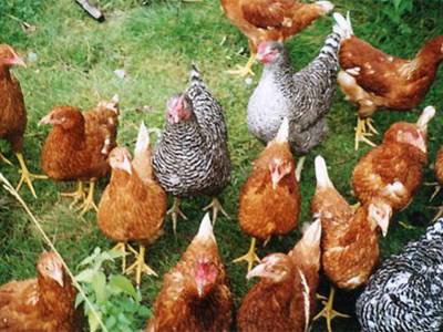 Hühner auf der Wiese