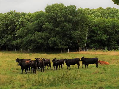Bild 19 aus  Müritz-Hof Knust