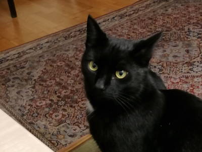 Peter (Nachdem Kartenspiel "Schwarzer Peter)