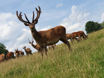 Bild 16 aus  Georgenhof