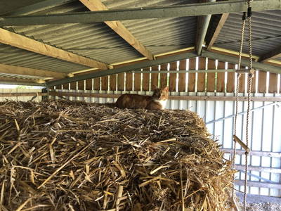 Bild 15 aus  Biolandhof-von Agris