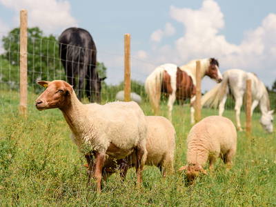 Bild 9 aus  Nengshof – Natururlaub in der Eifel