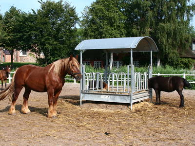 Bild 19 aus  Ferienhof Peter -  Ponys - streicheln, striegeln, füttern  -  Wattwanderungen + ganz viel Nordsee