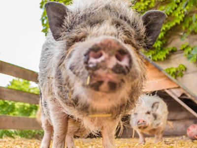 Sissi - immer hungrig - freut sich auf alles was übrig bleibt vom Frühstückstisch