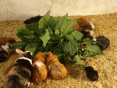 Meerschweine lieben Grünzeug