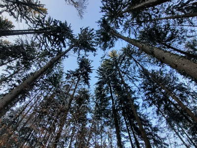 Waldwipfelinspiration