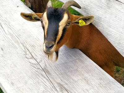 Bild 33 aus  Lechnerhof