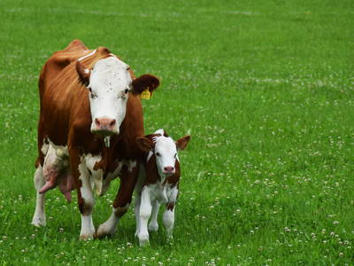 Bild 33 aus  Weidererhof