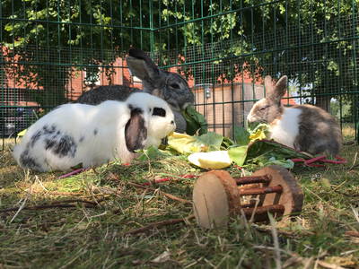 Bild 64 aus  Ostsee Ferienhof Kluvetasch