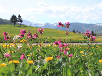 Bild 18 aus  Ferienhof Miller