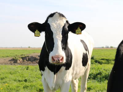 Bild 36 aus  Katrin's Ferienhof