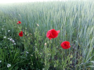 Bild 22 aus  Steinäckerhof