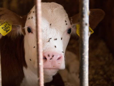 Bild 21 aus  Ferienwohnung Donebauer