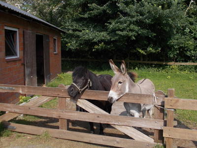 Bild 5 aus  Ferienhof Kardel