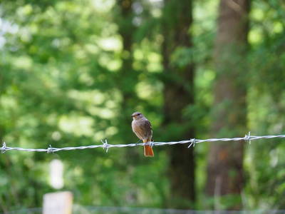 Bild 32 aus  Ferienhof Tödter