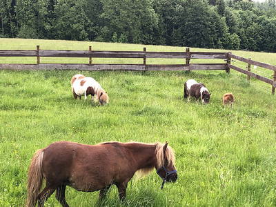 Bild 13 aus  Bauniglerhof