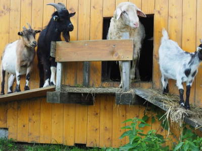 Bild 18 aus  Wieshof