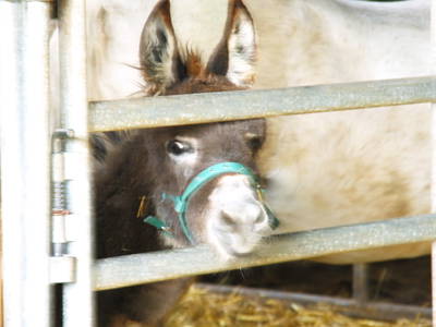 Bild 49 aus  Ferienhof Pulte