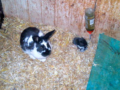 Bild 25 aus  Ferien & Freizeithof Meutstege