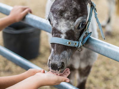 Bild 9 aus  Küselhof und Reiterhof Witt