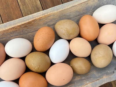 frisch aus unserem Hühnerstall