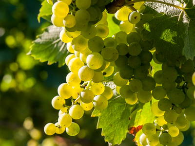 Bild 12 aus  Maienbrunnenhof