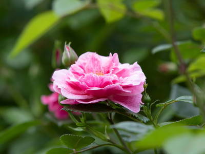 Foto von Oberpfälzer Wald