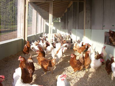 Glückliche Hühner auf dem Ferien- und Geflügelhof Pfeiffer im Wintergarten