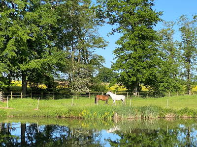 Bild 20 aus  Gut Büchenau  -  Auszeit für Erholungsuchende & Naturliebhaber