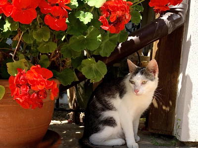 Bild 35 aus  Ferienhof Ritter im Harz