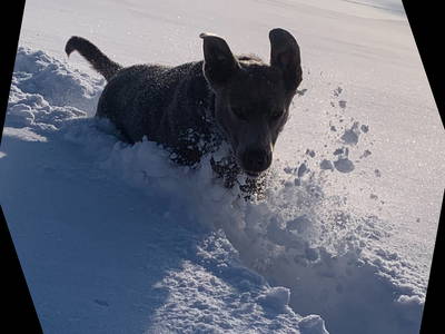 Bild 12 aus  Ferienhof Allgäumoos