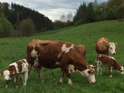 Bild 19 aus  Hof Hagdorn