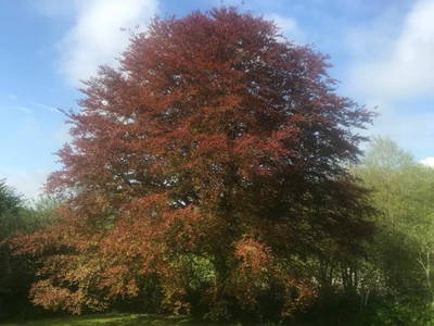 Bild 14 aus  Sprengerhof