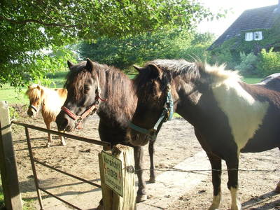 Unsere Ponys