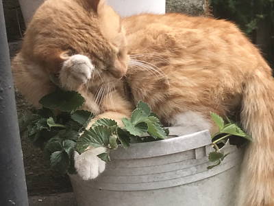 Bild 22 aus  Reiterhof Losse