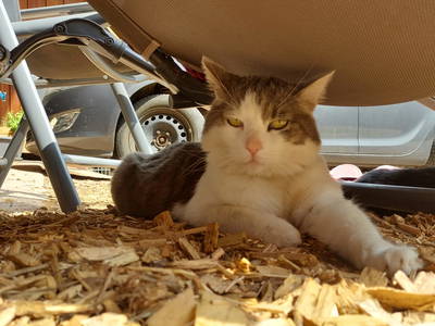 Bild 59 aus  Langenhof im Schwarzwald bei Oppenau