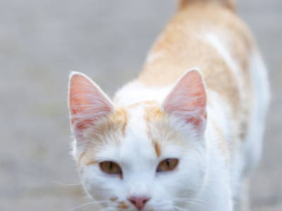 Bild 5 aus  Der Wassermannshof