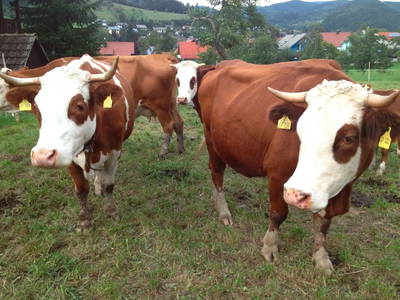 Bild 11 aus  Ferienpension-Bauernhof Mattenhof