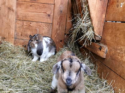 Bild 47 aus  Frankhof