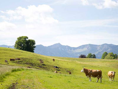 Bild 22 aus  Hof Gottenau