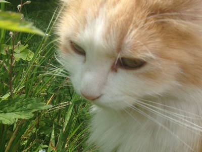 Unsere Katze "Minemitz"