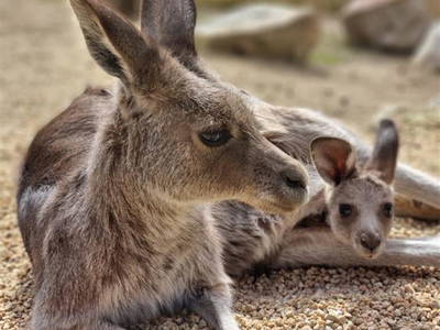 Bild 13 aus  Urlaub im Zoo – Tierpark Görlitz